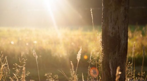 Sunshine_